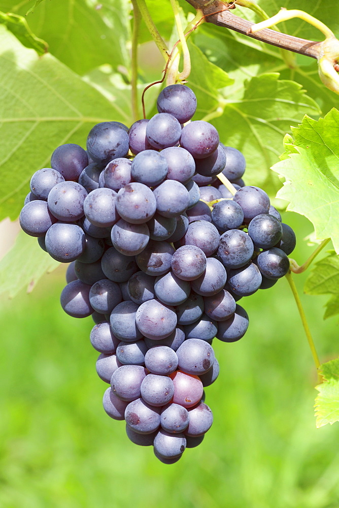 Red wine grapes, Uhlbach, Baden Wurttemberg, Germany, Europe