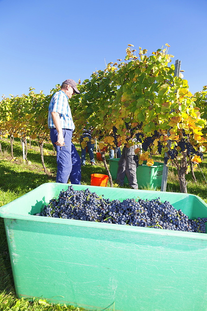 Grape Harvest, Esslingen, Baden Wurttemberg, Germany, Europe