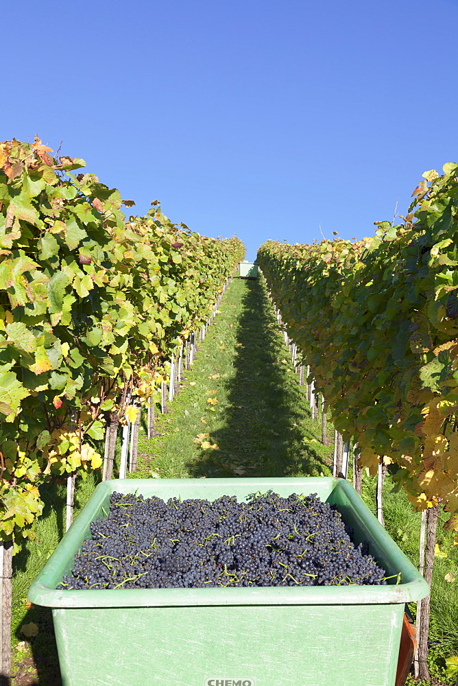 Grape harvest, Esslingen, Baden Wurttemberg, Germany, Europe