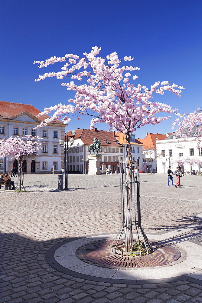 Almond Blossom in the Market Place, Landau, Deutsche Weinstrasse (German Wine Road), Rhineland-Palatinate, Germany, Europe