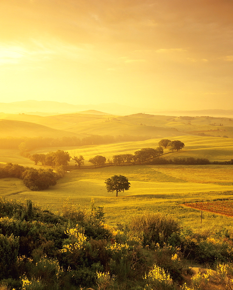 Single tree at sunrise, Orcia Valley (Val d'Orcia), UNESCO World Heritage Site, Province of Siena, Tuscany, Italy, Europe 