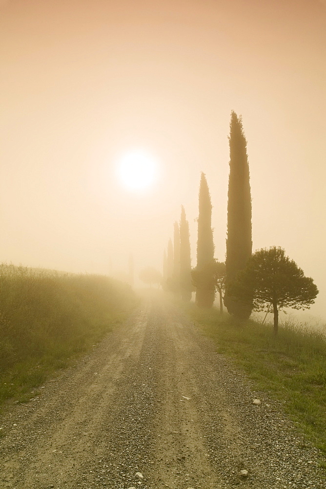 Cypress alley in the fog at sunrise, Val d'Orcia, UNESCO World Heritage Site, Tuscany, Italy, Europe 