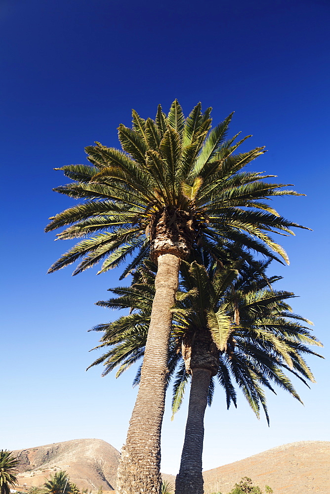 Palm trees, Betancuria, Fuerteventura, Canary Islands, Spain, Atlantic, Europe 