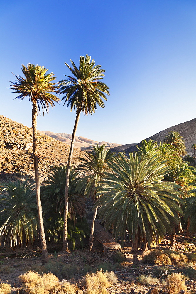 Palm trees, Barranco de la Madre de Agua, near Ajuy, Fuerteventura, Canary Islands, Spain, Atlantic, Europe 