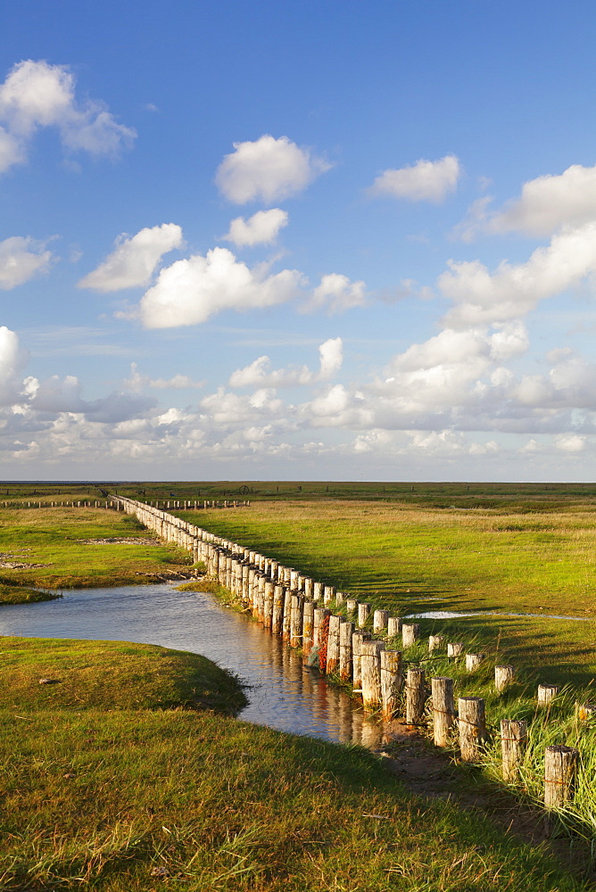 Salt meadow (salt marshes), Westerhever, Wadden Sea National Park, Eiderstedt Peninsula, Schleswig Holstein, Germany, Europe