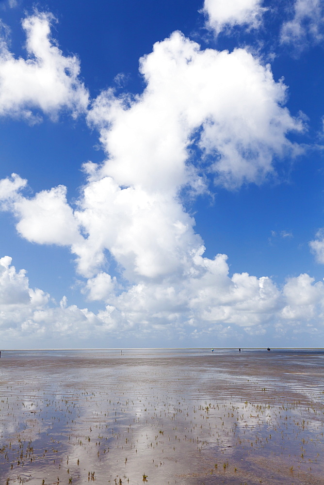 Wadden Sea at low tide, Wadden Sea National Park, Westerheversand, Eiderstedt Peninsula, Schleswig Holstein, Germany, Europe