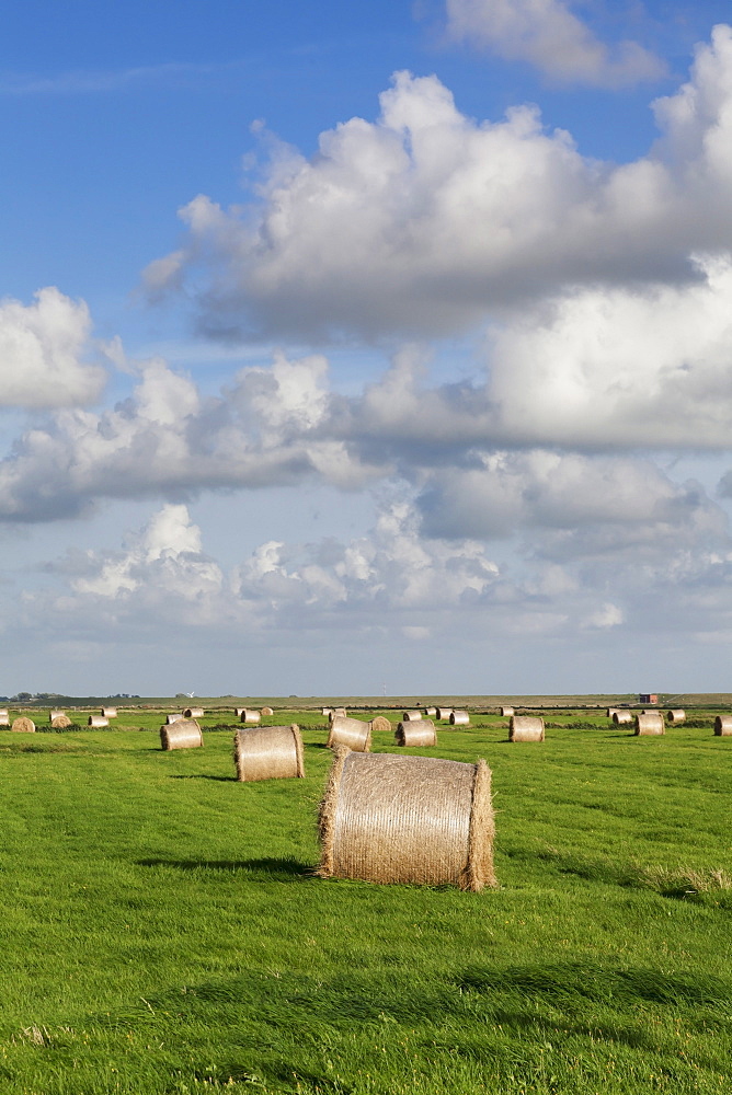 Hay bales on a meadow, Eiderstedt Peninsula, Schleswig Holstein, Germany, Europe