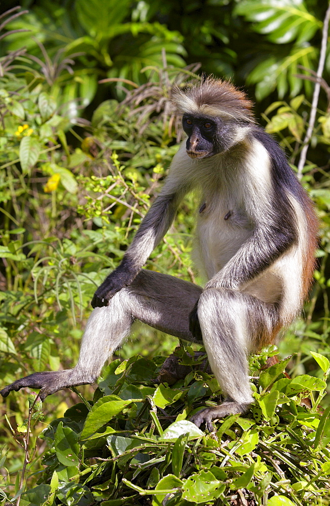 Zanzibar Red Colobus monkey, one of Africa's rarest primates 