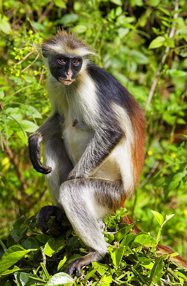 Zanzibar Red Colobus monkey, one of Africa's rarest primates 