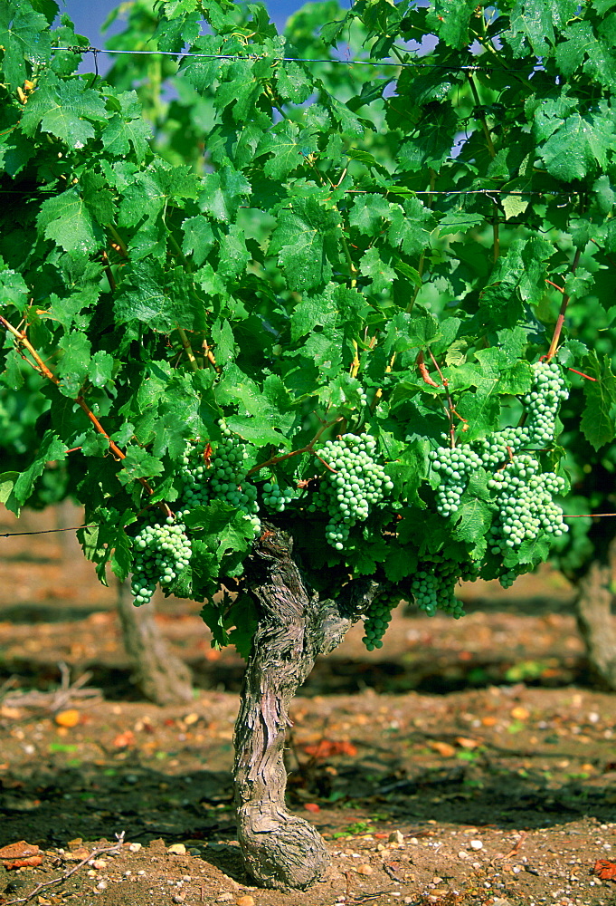 White grapes growing on a vine at Chinon Vineyard, Chinon in the Loire Valley, France.