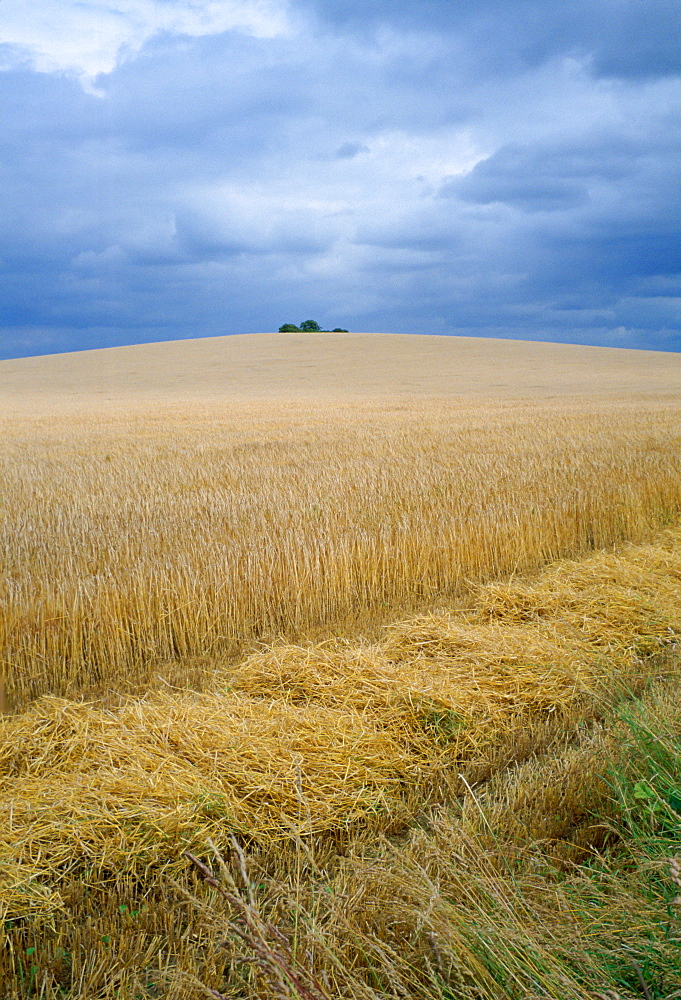 Tractor tracks in a cornfield in Cambridgeshire, England