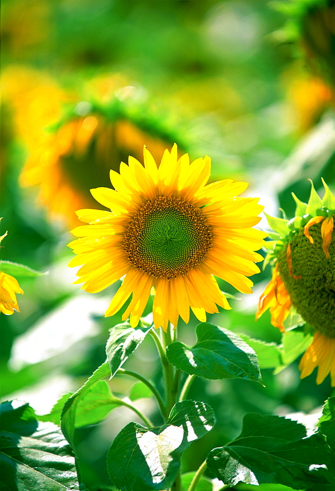 Sunflower plants standing tall in the Loire Valley in France