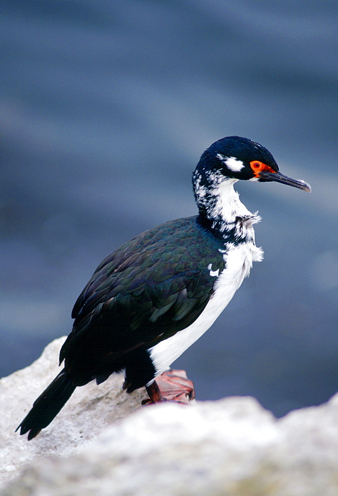 Rock Shag bird, Sea Lion Island, Falkland Islands