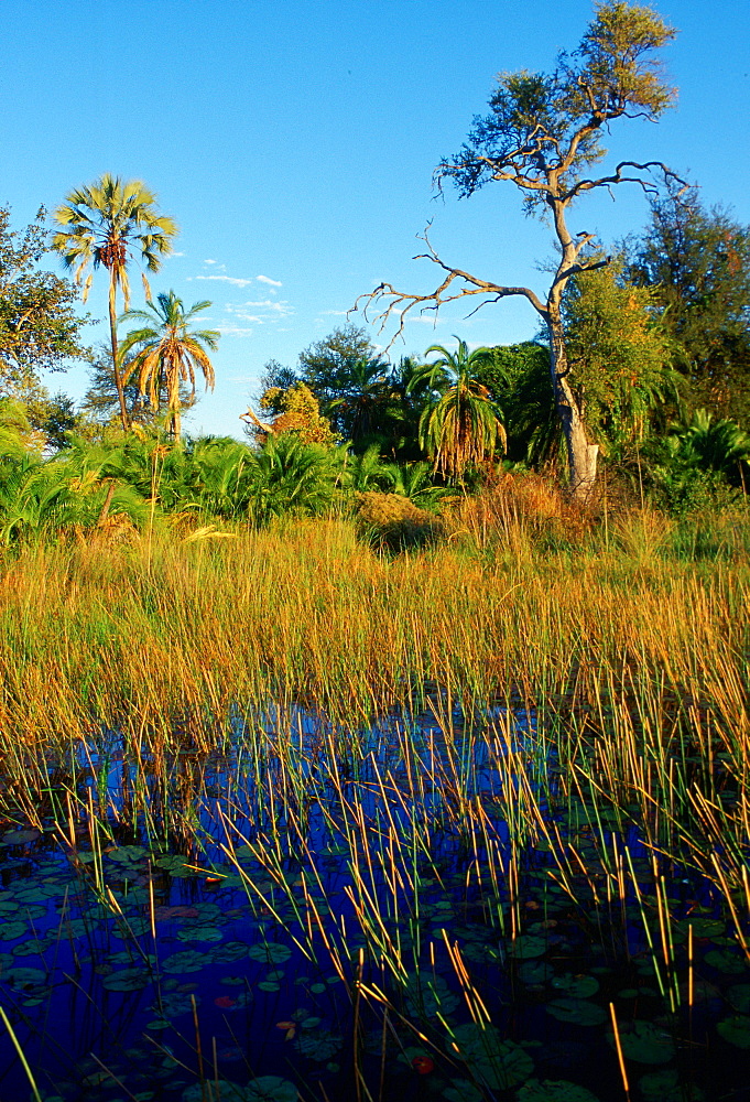 Okavango Delta, Botswana, Africa.