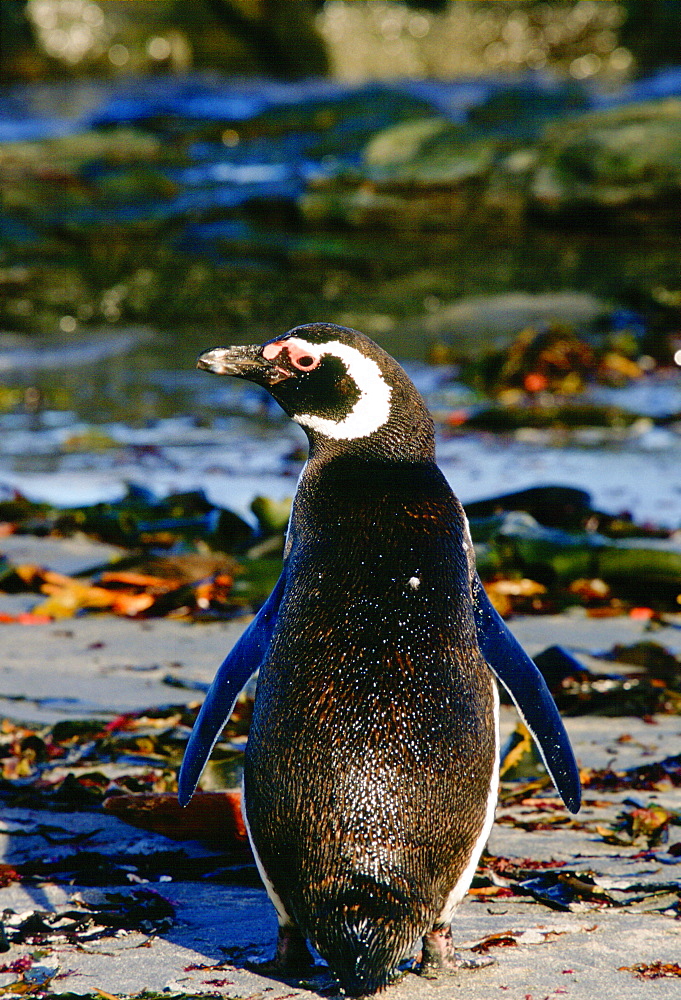 Magellanic Penguin showing natural oil on its feathers at Sea Lion Island, Falkland Islands, South Atlantic.