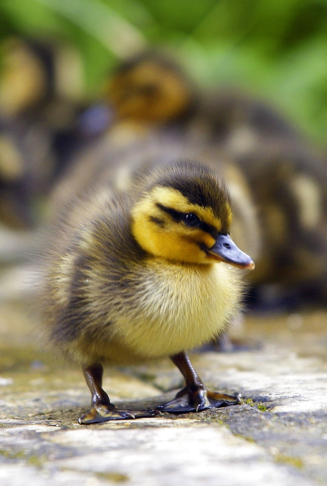 Baby duckling