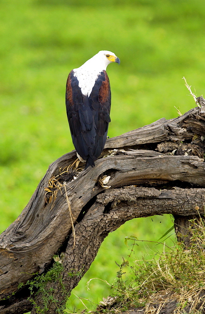 African Fish-Eagle, Grumeti, Tanzania, East Africa