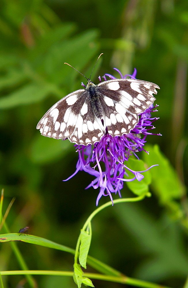 Marbled White Butterfly on Knapweed in Oxfordshire, England