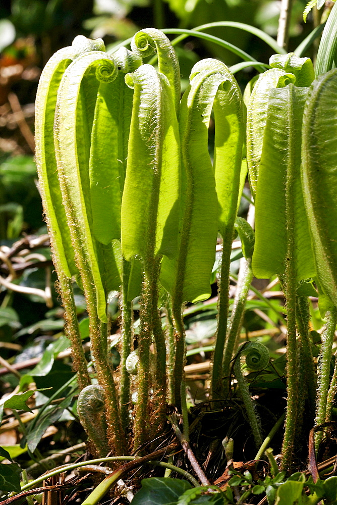 Early Spring Sprouting Ferns, England