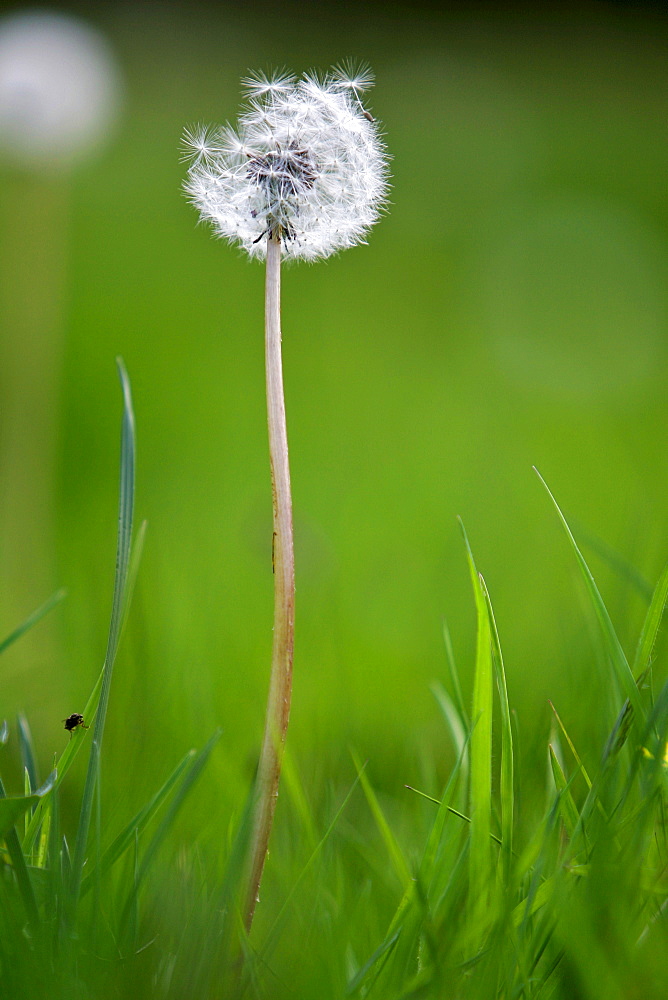 Dandelion clock growing, England