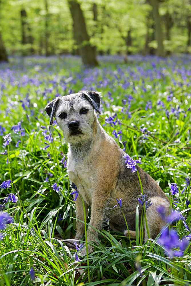 Jess, Border Terrier dog among bluebells in  a wood in Oxfordshire, England