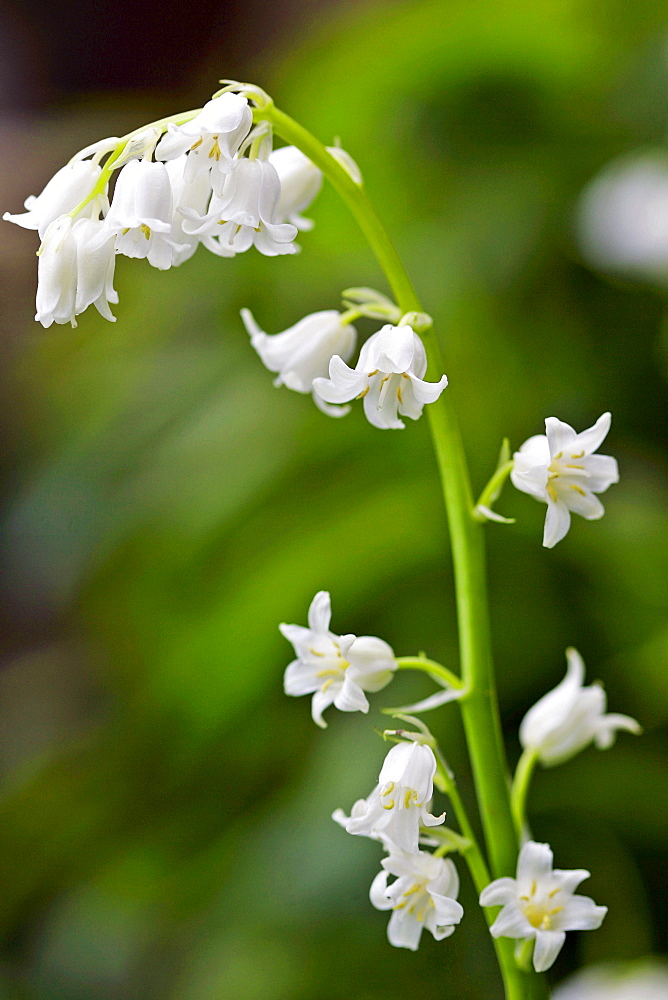 White Bluebells, England