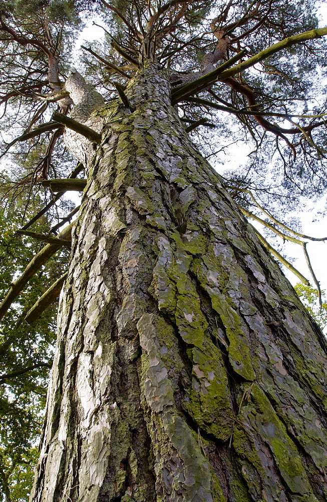 Tall pine tree viewed from below  in woodland in Oxfordshire, England