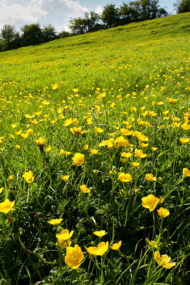 Buttercups in meadow, England