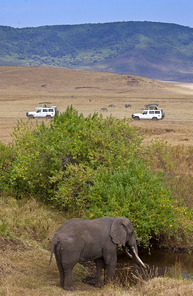 Elephant feeding in Ngoro Ngoro Crater, Tanzania