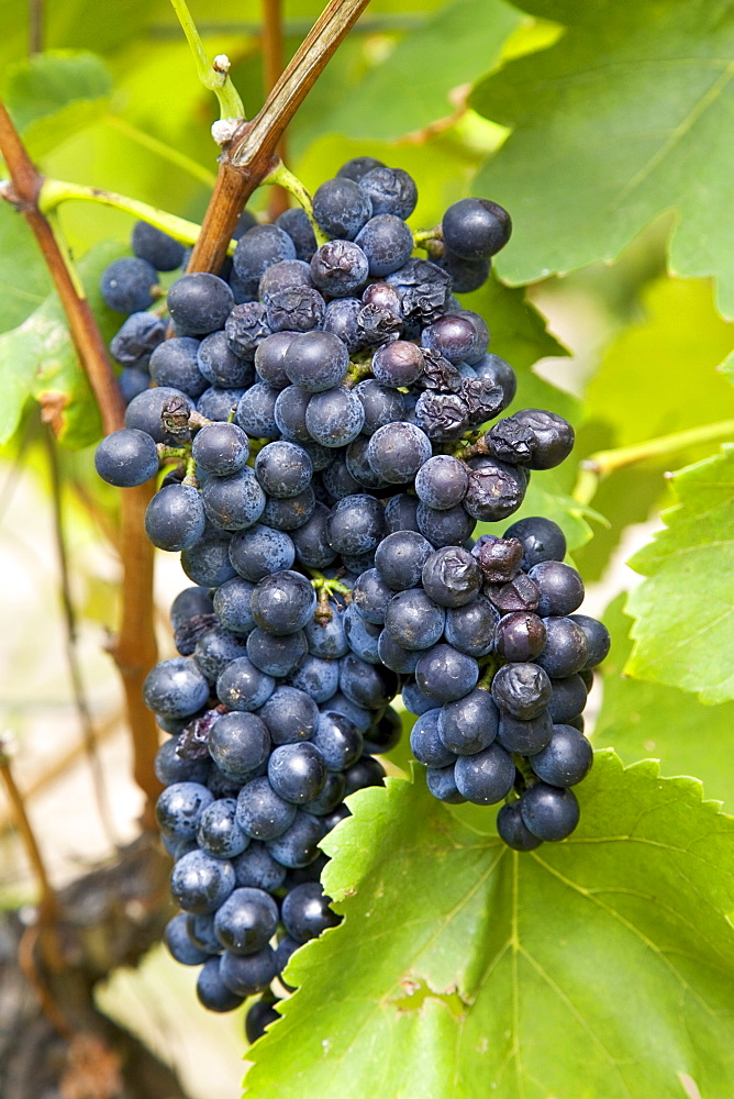 Shiraz Grapes growing in the Pepper Tree Winery, Hunter Valley, Australia