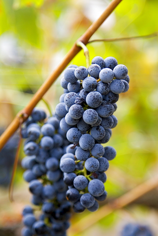 Cabernet Sauvignon grapes grow in the Pepper Tree Winery, Hunter Valley, Australia