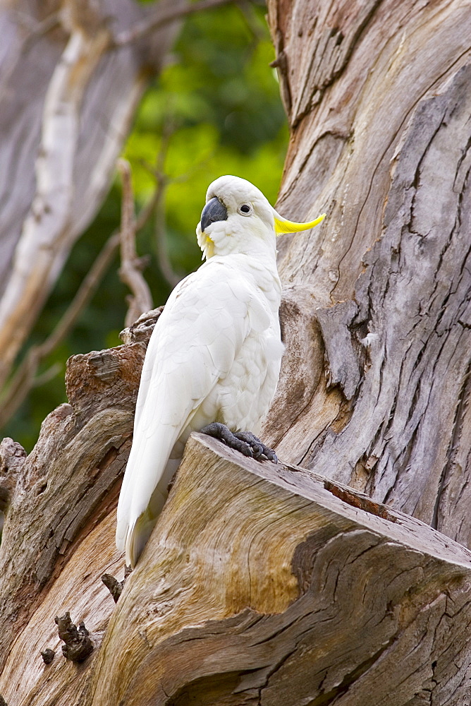 Sulphur-crested Cockatoo perched in a Forest Red Gum Tree, Australia