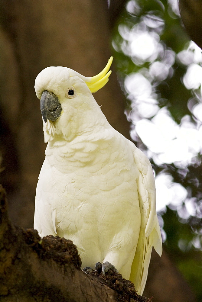 Sulphur-crested Cockatoo, Australia