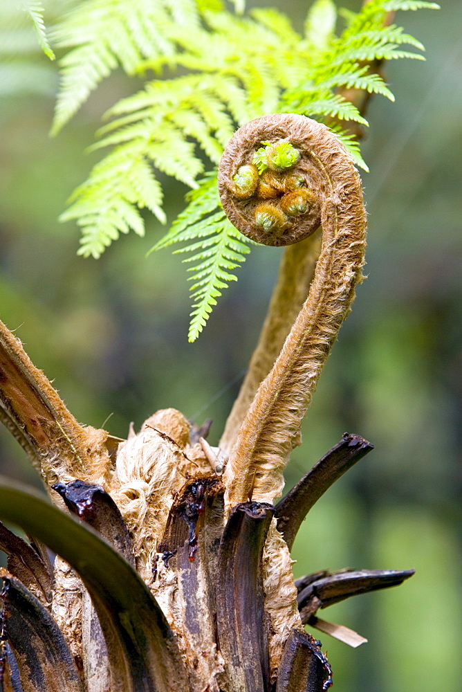 Young frond fern unrolls in the Royal Botanical Gardens, Sydney, Australia