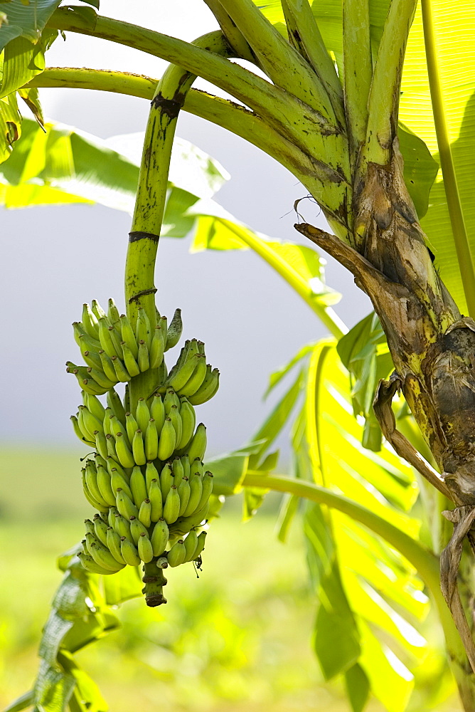 Banana Tree, Queensland, Australia