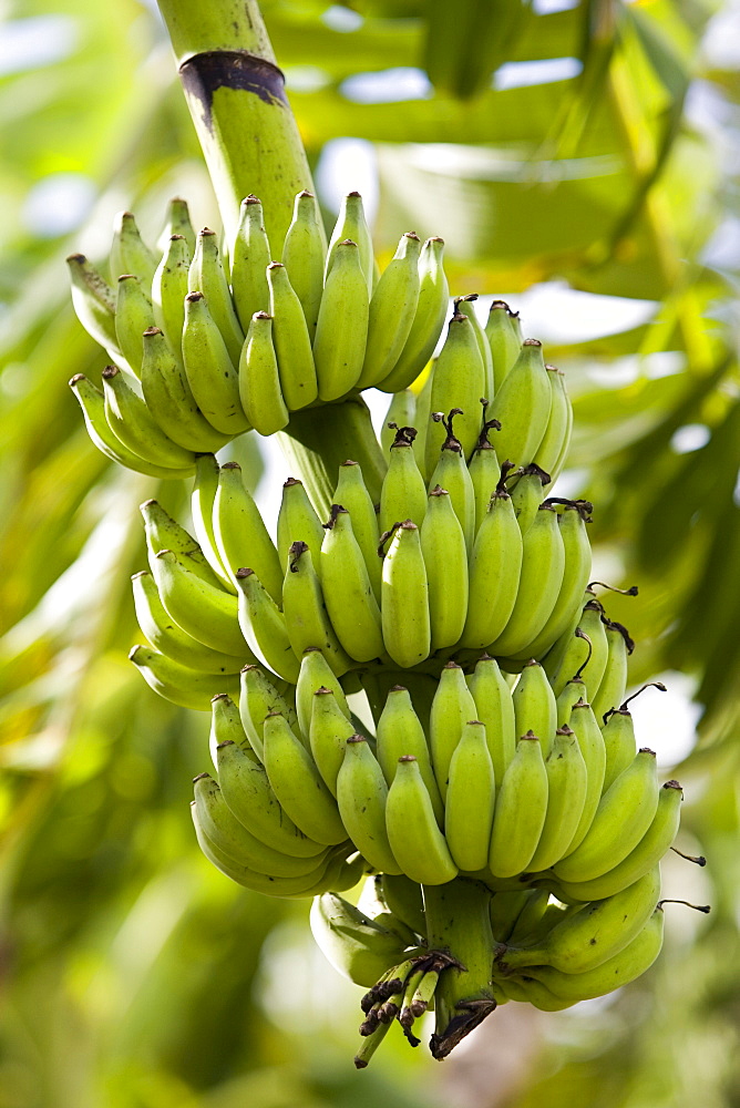 Banana Tree, Queensland, Australia