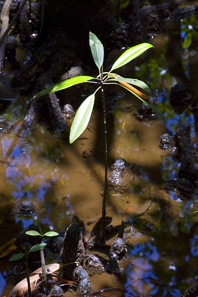 Young Mangrove shoot grows in the Daintree World Heritage Rainforest, Australia