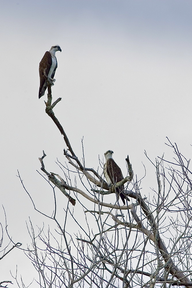 Female Osprey and juvenile perched on bare branches of tree, Daintree River, Queensland, Australia