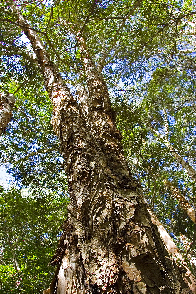 Paperbark Tea-Trees, Mary Creek in Daintree Rainforest, Queensland,  Australia