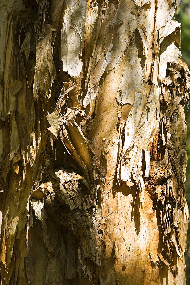 Paperbark Tea-Tree trunk, Mary Creek in the Daintree Rainforest, Australia