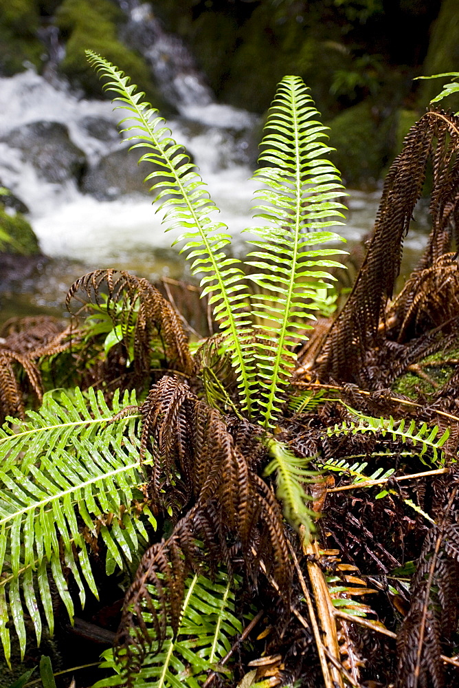 Fern in Daintree rainforest, Queensland, Australia