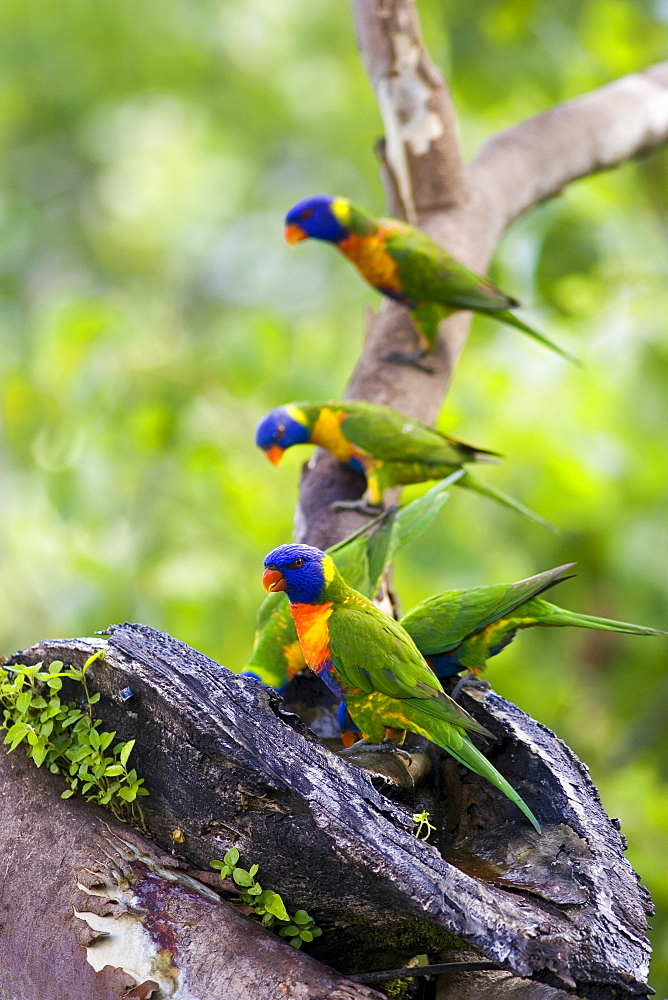 Rainbow Lorikeets perched on a branch above Thala Beach, Port Douglas, Queensland, Australia