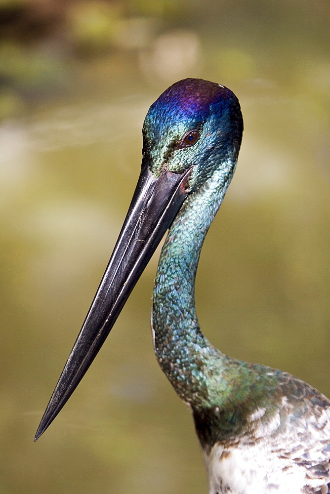 Black-necked stork, Queensland, Australia