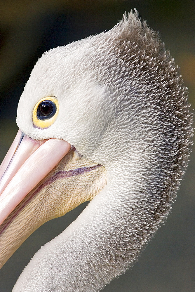 Australian Pelican, Queensland, Australia