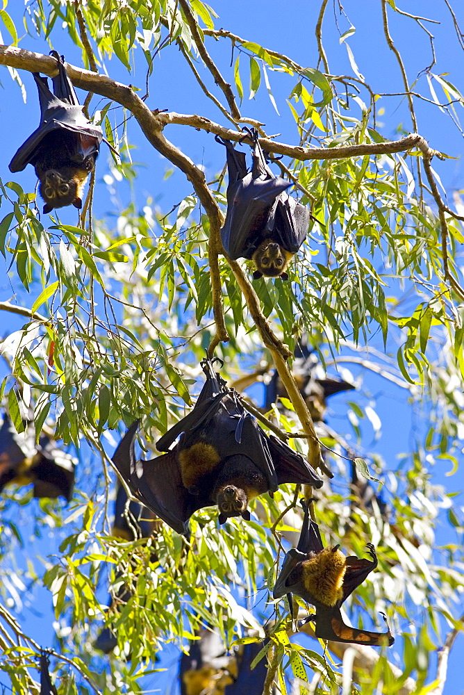 Colony of Spectacled Flying-fox bats roosting, Port Douglas, Queensland, Australia