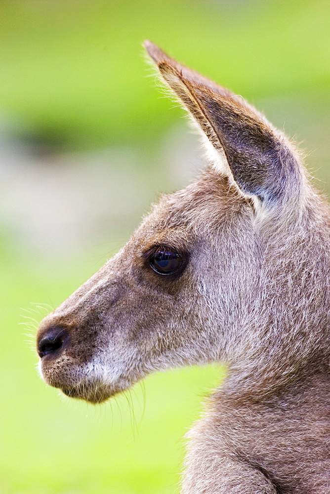 Antilopine Wallaroo, Queensland, Australia