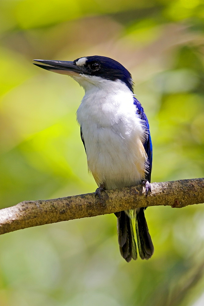 Forest Kingfisher perched on a branch in North Queensland, Australia