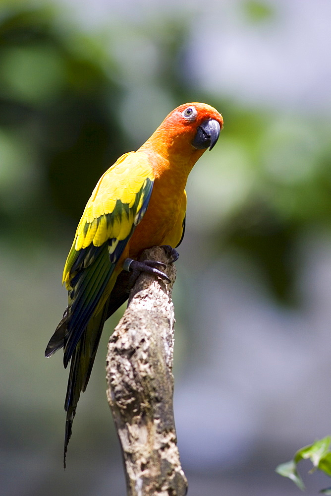 Sun Conure perched on a branch in North Queensland, Australia