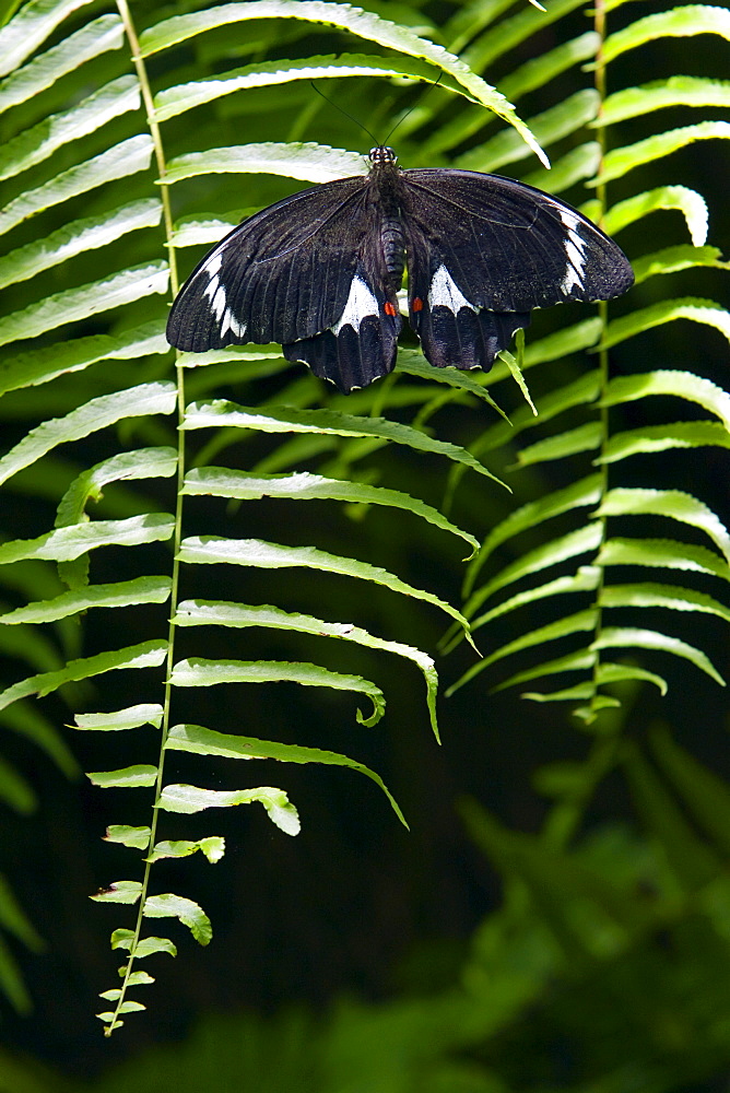 Adult male Orchard Butterfly on a fern leaf, North Queensland, Australia