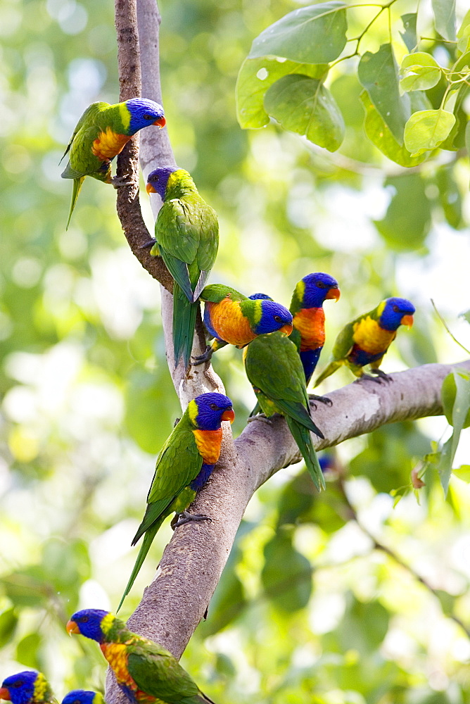 Rainbow Lorikeets perched on a branch, Queensland, Australia